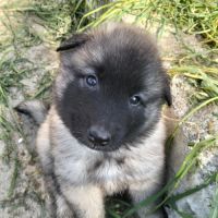 5 chiots tervueren à réserver #3