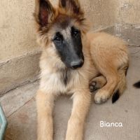 5 chiots tervueren à réserver