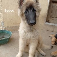5 chiots tervueren à réserver #2