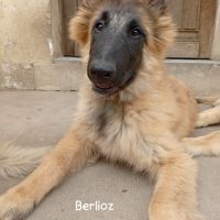 5 chiots tervueren à réserver #3