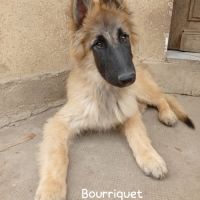5 chiots tervueren à réserver #4