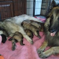 6 chiots tervueren à réserver #7