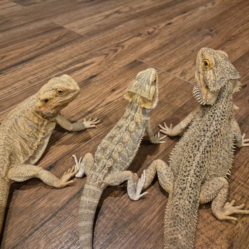 Mâle pogona 1 an🦎 #2