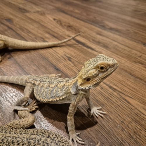 Mâle pogona 1 an🦎 #3