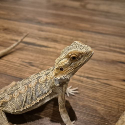 Mâle pogona 1 an🦎 #5