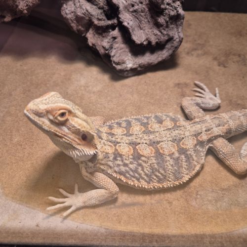 Mâle pogona 1 an🦎 #6