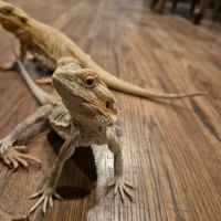 Mâle pogona 1 an🦎 #4