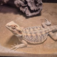 Mâle pogona 1 an🦎 #6