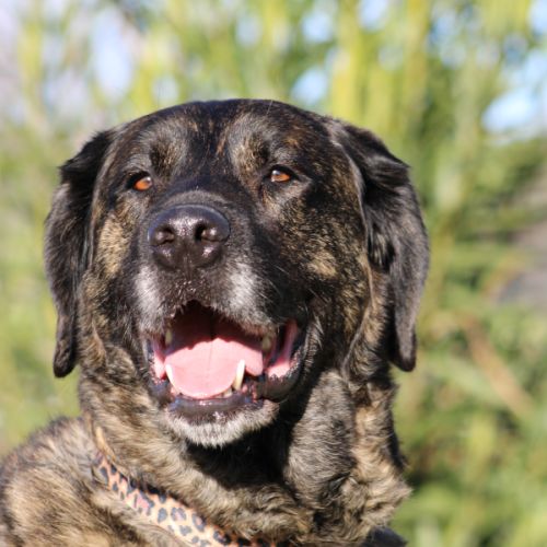 Pon, sublime matin espagnol, 2 an et demi #1