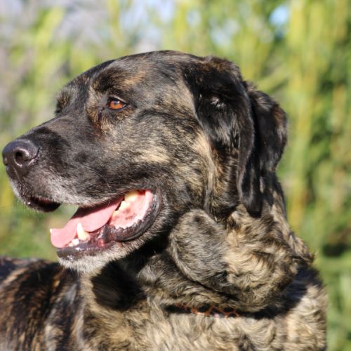 Pon, sublime matin espagnol, 2 an et demi #2