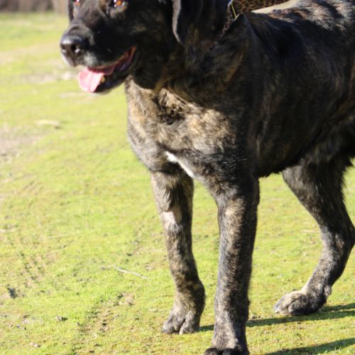 Pon, sublime matin espagnol, 2 an et demi #3