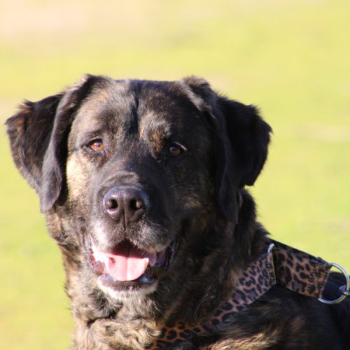 Pon, sublime matin espagnol, 2 an et demi #0