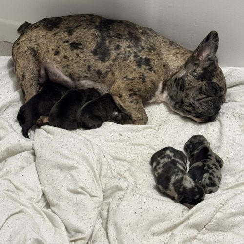 Bouledogue français #0