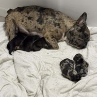 Bouledogue français