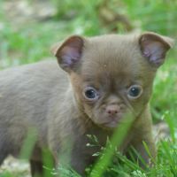 Chihuahua