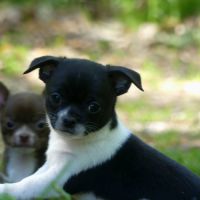 Chihuahua