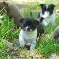 Chihuahua #2