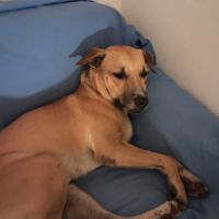 Aïko la douceur des îles #5