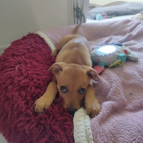 Buggy la petite joyeuse #1