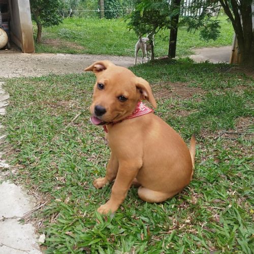 Buggy la petite joyeuse #0