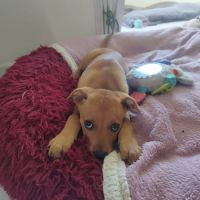 Buggy la petite joyeuse #1