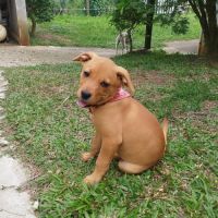 Buggy la petite joyeuse