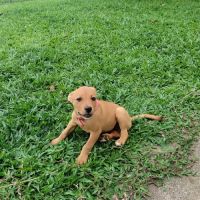 Buggy la petite joyeuse #5