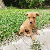 Buggy la petite joyeuse #6