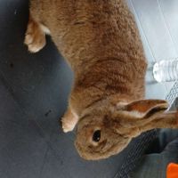 Lapin femelle