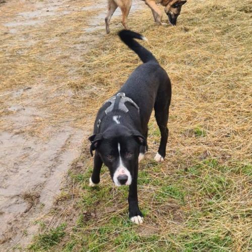 Aron, croisé border de 11 mois