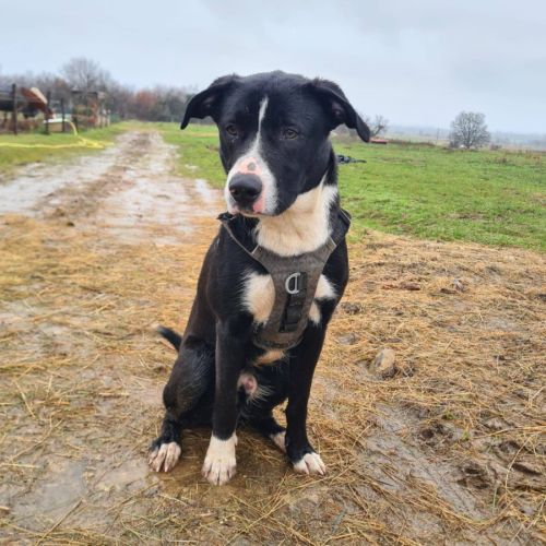 Aron, croisé border de 11 mois #2