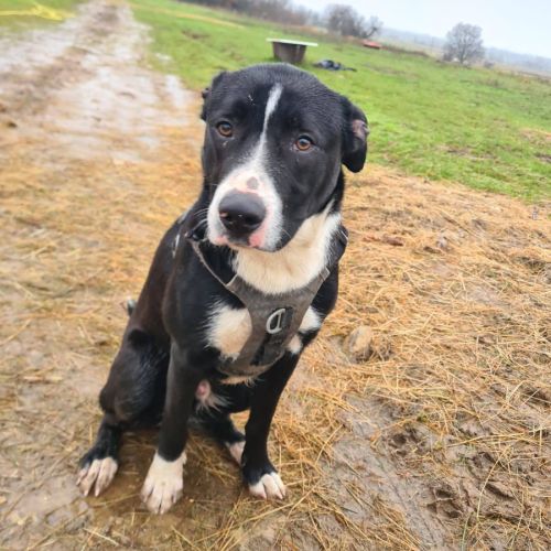 Aron, croisé border de 11 mois #3