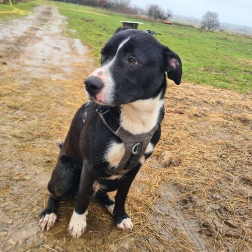 Aron, croisé border de 11 mois #4