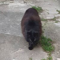 Charly, beau chat noir aux poils longs