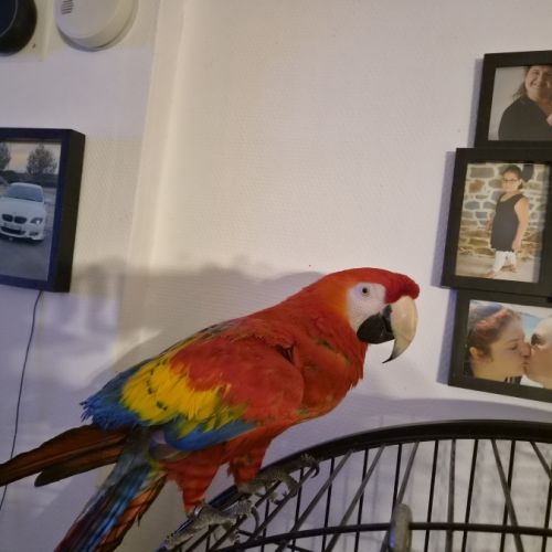 Perroquet ara macao