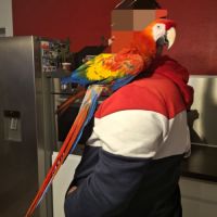 Perroquet ara macao #1