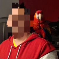 Perroquet ara macao #2