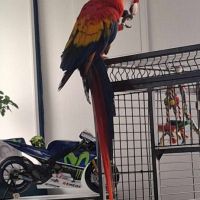 Perroquet ara macao #3