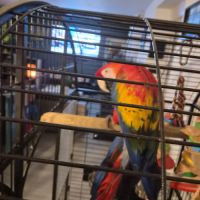 Perroquet ara macao #4