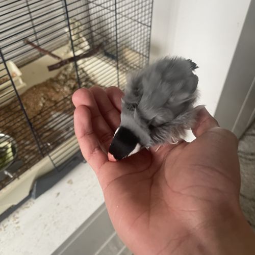 2 padda de java eam #0