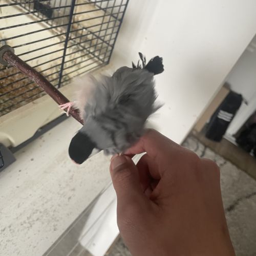 2 padda de java eam #2