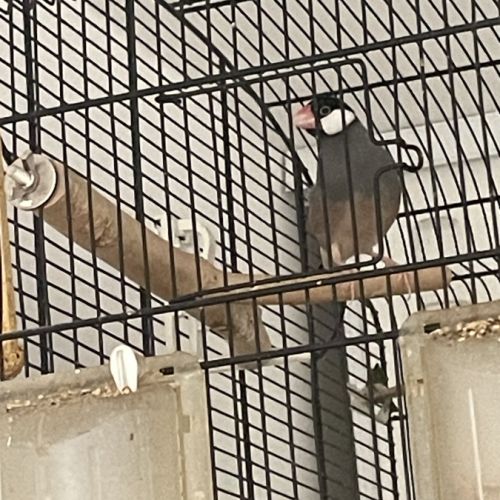 2 padda de java eam #3