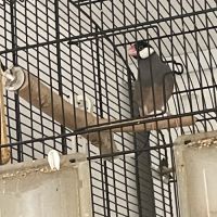 2 padda de java eam #3