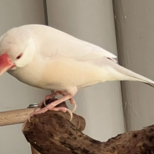 Femelles padda de java brun opale - epp - baguées #2