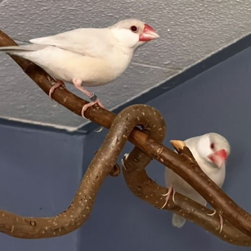 Femelles padda de java brun opale - epp - baguées #3