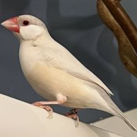 Femelles padda de java brun opale - epp - baguées