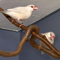 Femelles padda de java brun opale - epp - baguées #3