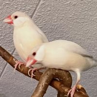 Femelles padda de java brun opale - epp - baguées #4