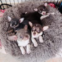 Chiots chihuahua non lof à adopter