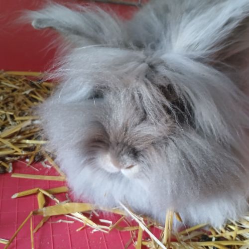 Lapin nain bélier #2